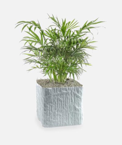Neanthe Bella Palm