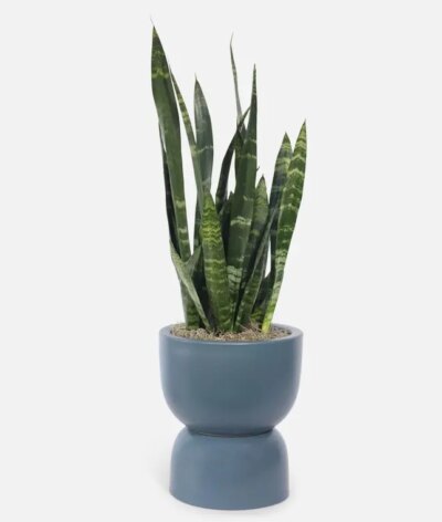 Snake Plant Black Coral Hourglass