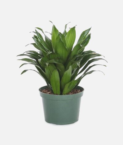 Dracaena Compacta
