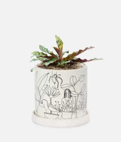 Calathea Rattlesnake - Piccolo