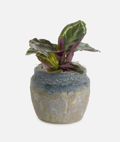 Calathea Roseopicta - Piccolo