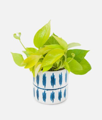 Neon Pothos - Piccolo