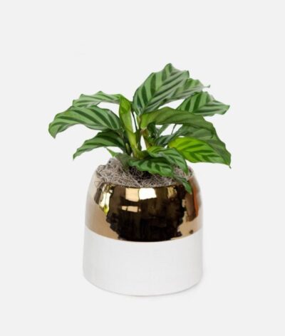 Calathea Freddie - Piccolo