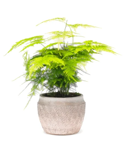 Asparagus fern houseplant