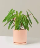 Philodendron Billietiae