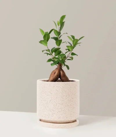 Ficus Ginseng