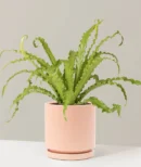 Bird's Nest Fern