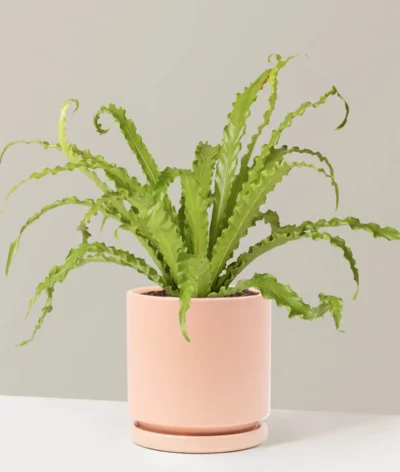 Bird's Nest Fern